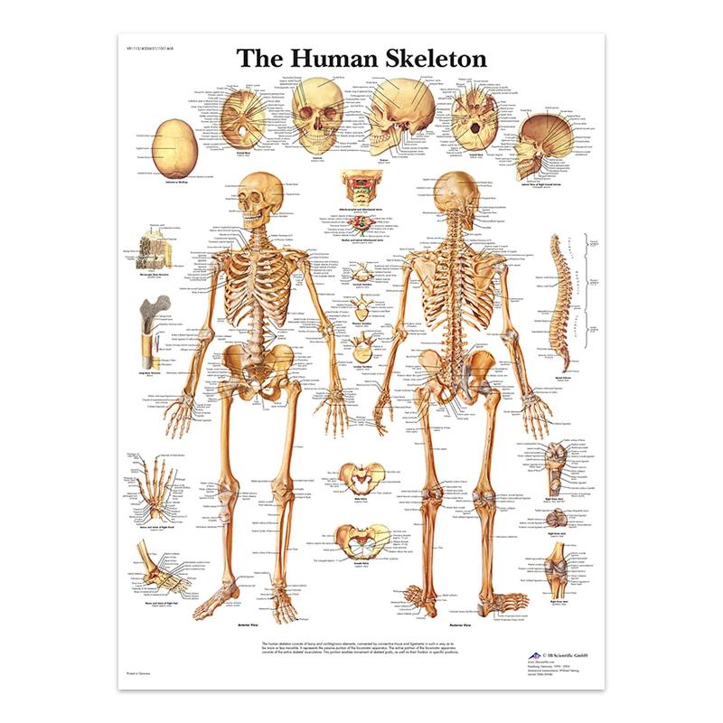 The Body Facial Anatomy Muscle Vessels Detailed Canvas Painting Human Structure Skeleton Education Poster Medical Decoracion