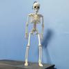 40cm Active Human Skeleton Model Medical Learning Anatomy Skeleton Modle Halloween Party Decoration