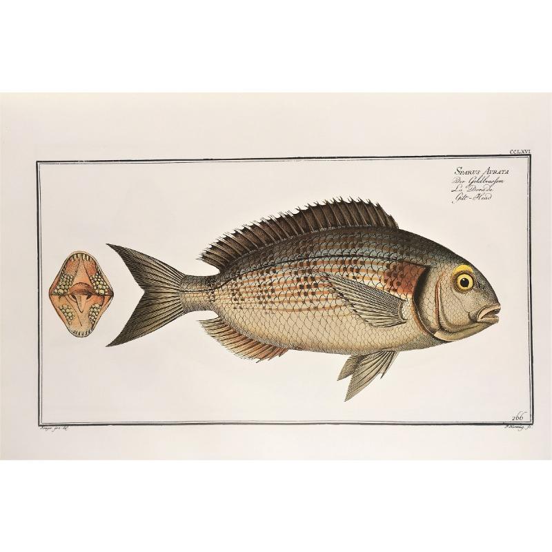 Vintage Freshwater Saltwater Fish Illustration Posters and Prints Canvas Printing Wall Art Picture for Living Room Home Decor