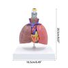 Life Size Lung Anatomy Model, Heart Lung Thyroid Model Anatomy