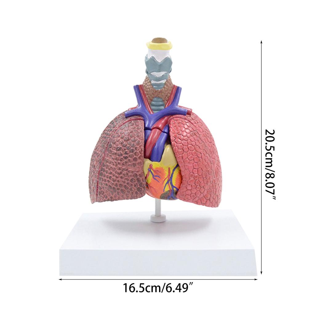 Life Size Lung Anatomy Model, Heart Lung Thyroid Model Anatomy