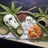 Skull Figurine Accent for Enclosure Styling, Room Display, Shelf Display, and Theme Display Use with Indoor Display
