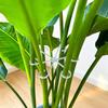 4PCS Plant Anti-Toppling Support Pole - Folding Green Plant Fixator Flower Hydroponic Garden Accessories ZWLZJ02