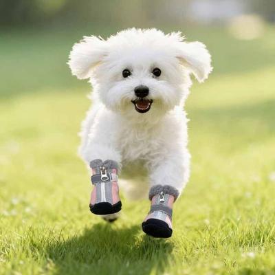 Roupa e sapatos – Sapatos para cães