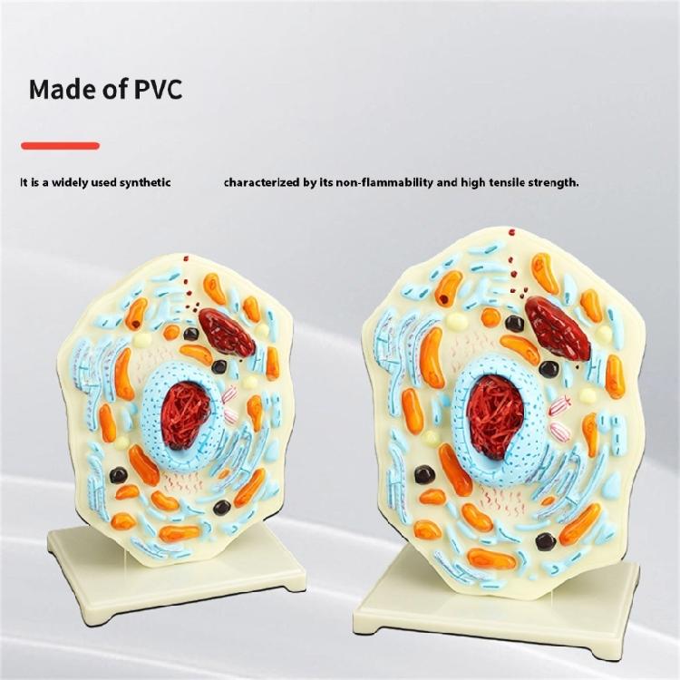 Cell Anatomy Model Nucleus Animal Cell Model Biology Science Model Biology Learning Aid for Classroom Display