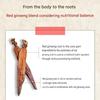 Jayeongwan 6-Year Korean Red Ginseng Energy Time Standard (14 Sticks / 14 Days) - Daily Immunity & Energy Booster for Beginners