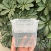 3PCS 4-grides Design Hydroponic Flower Pot Transparent Square Tulip Bulb Planter Self-Watering Plastic Planting Basket