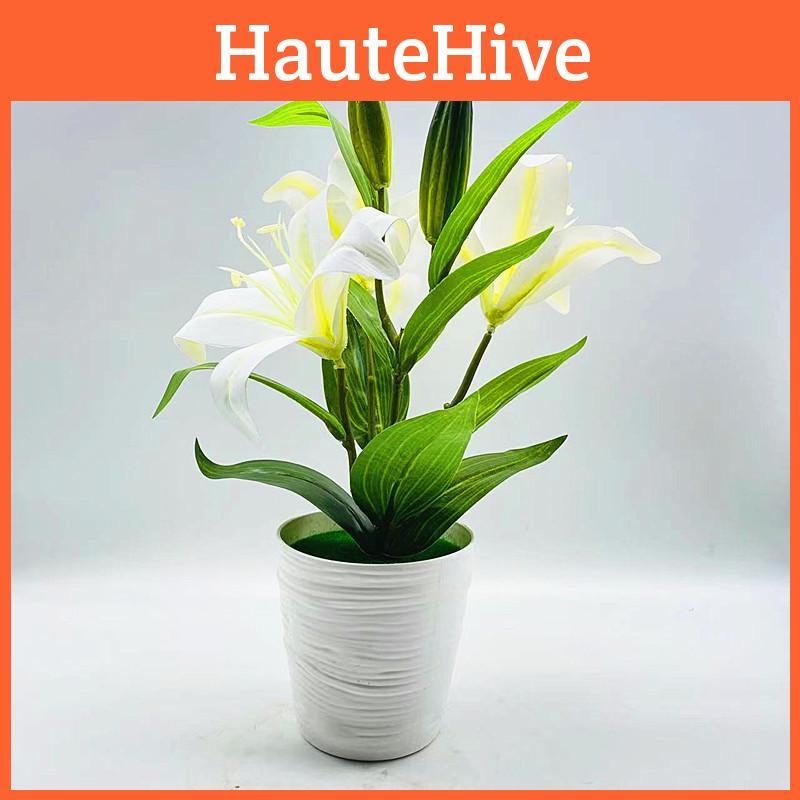 Lilium Brownii Var Viridulum Baker Potted Plant For Living Decor Room