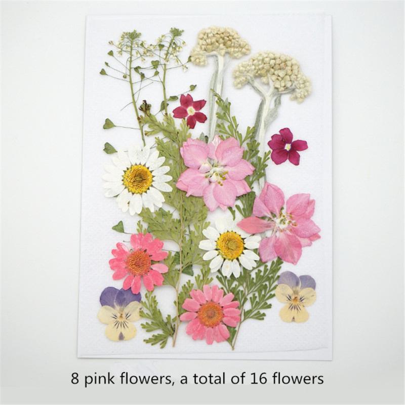 Getrocknete Blumen für selbstgemachten Schmuck, Lesezeichen, Fotorahmen, Make-up-Dekoration