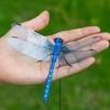 20-3Stk Libellen Hutclip Realistischer Libellenclip Insektenabweisender Libellen Hutclip Insektenabweisend Outdoor Garten Libellen Deko
