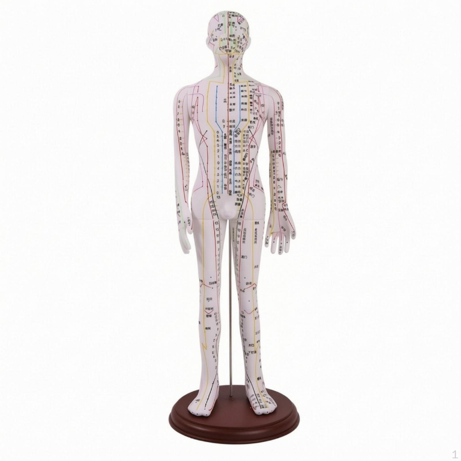 Human Acupuncture Model with Booklet Clear