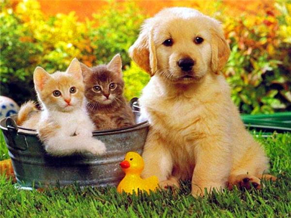 5d Diy Diamond Painting Labrador Dog Room Decor Diamond Embroidery Animal Natural Scenery Mosaic Crystal Picture