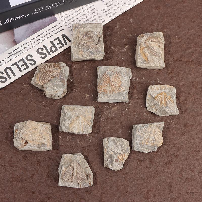Decorative Stone Natural Sea Urchin Fossil Specimens Original Stone Insect Fossil Teaching Decorative Stone Natural Sea Urchin Fossil Specimens Original Stone Insect Fossil Teaching