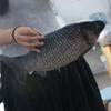 Mossambica Simulation Fish Plush Toys Tilapia Fish Anime Pillow Dolls  Home Decoration