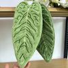 2 Pezzi Asciugamano a Mano Creativo a Forma di Foglia Morbido Pile di Corallo Assorbente Asciugamano da Appendere per Cucina e Bagno