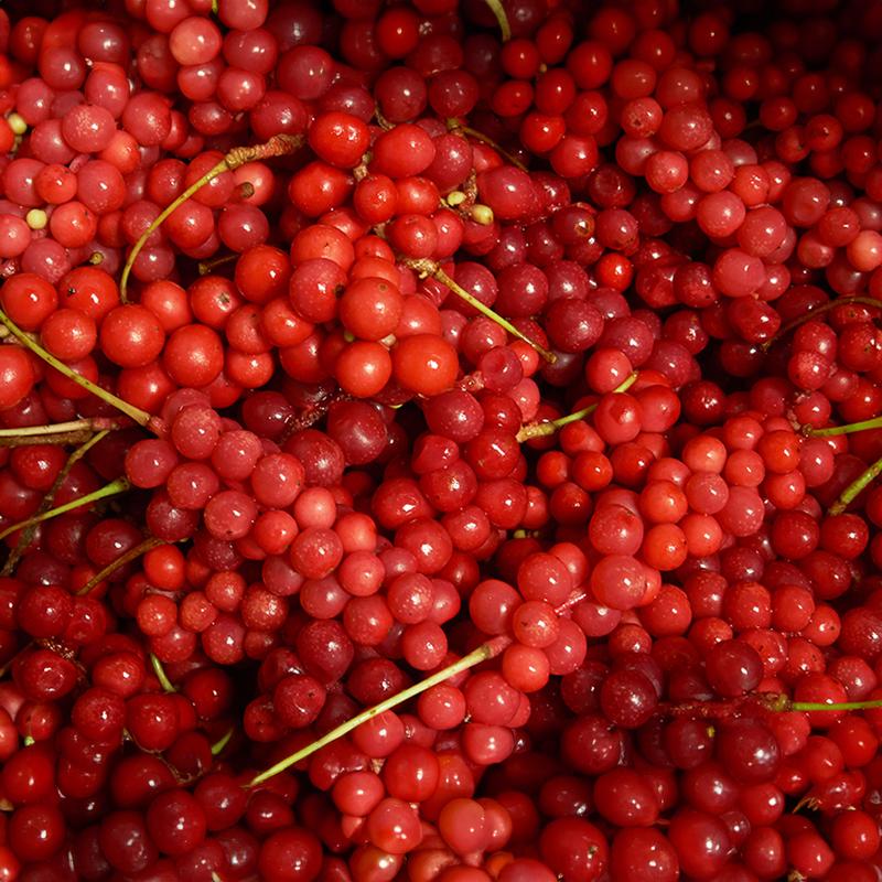 100% Mungyeong Schisandra chinensis essence Kim So-hyung fermented Schisandra chinensis extract HACCP