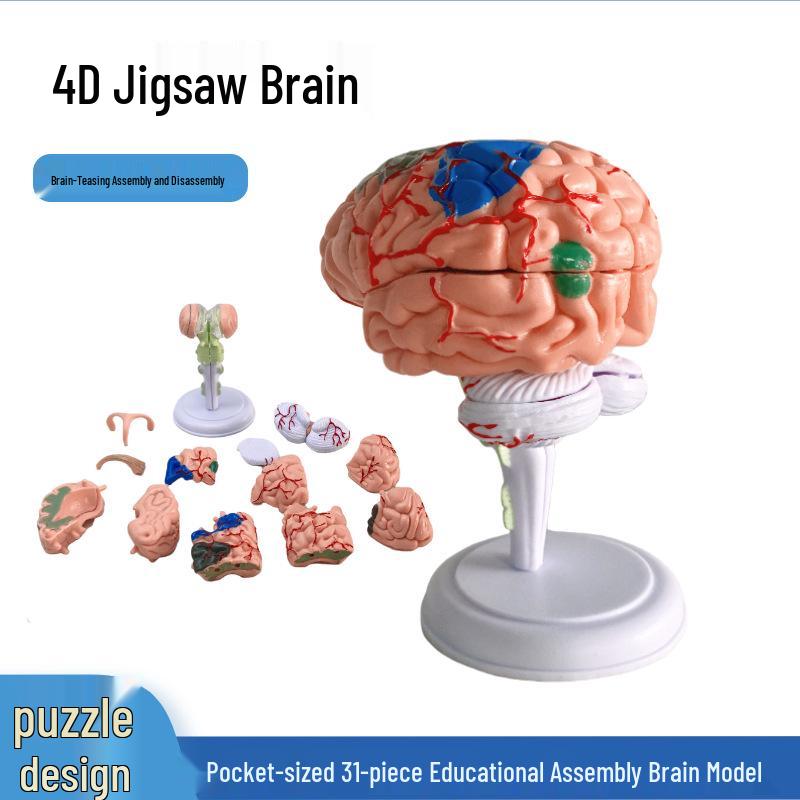 Detachable 4D Human Brain Anatomy Model with 32 Unique Parts for Teaching 021369