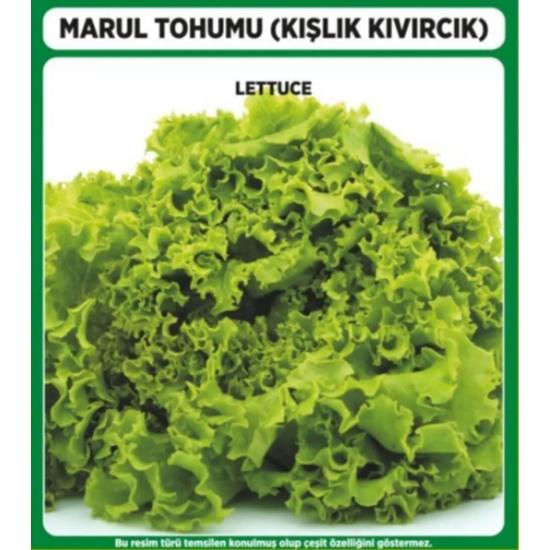 

7000 Adet Kışlık Kıvırcık Marul Tohumu