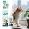 Gatos – Acessórios educativos para gatos