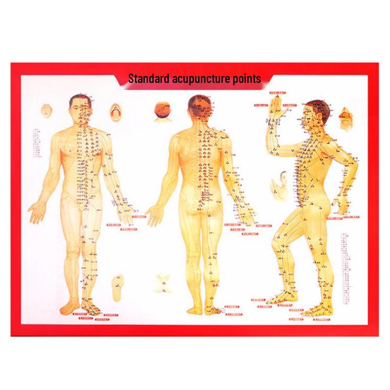 Human Body Meridian Acupoint and Moxibustion Wall Chart Small Human Acupoint Chart (280X210mm/sheet)