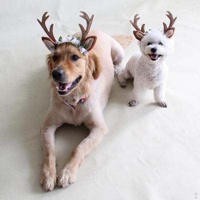 Giyim ve ayakkabı – Köpek Aksesuarları