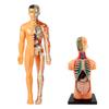 Educational Anatomy Toy For Exploring Human Body