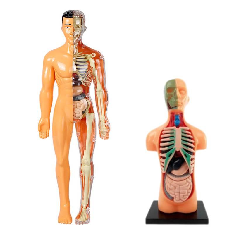 Educational Anatomy Toy For Exploring Human Body