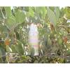 MISS MARIKO Liquid Facial Cleanser