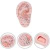 Ear Acupuncture Model Professional Reflexology Acupoint Learning Display Laboratory Supplies