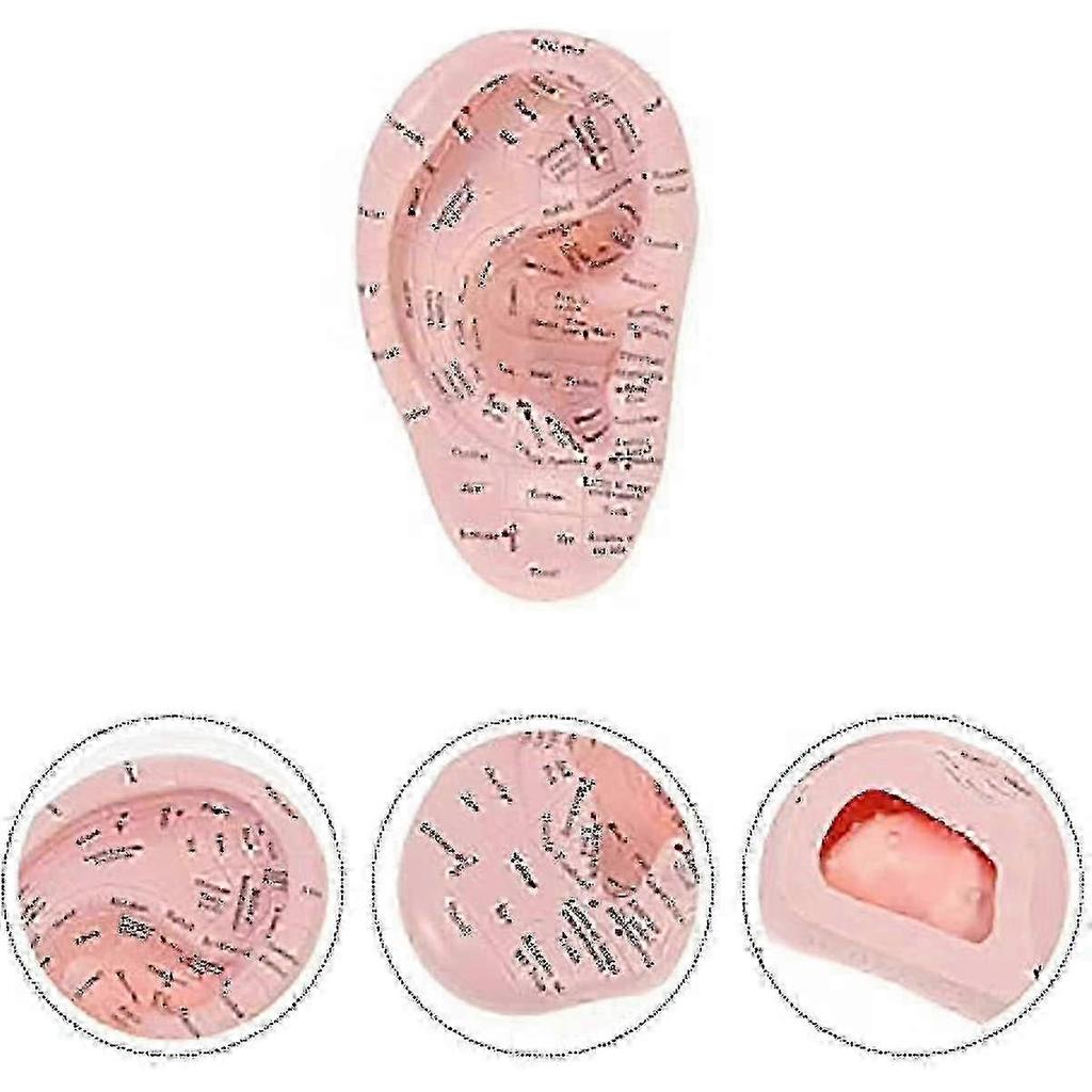 Ear Acupuncture Model Professional Reflexology Acupoint Learning Display Laboratory Supplies