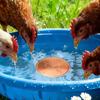 10cm Bird Bath Disk Round Cleaning Plate Bird Bath Water Fountain  for Garden Patio Lawn Fountain