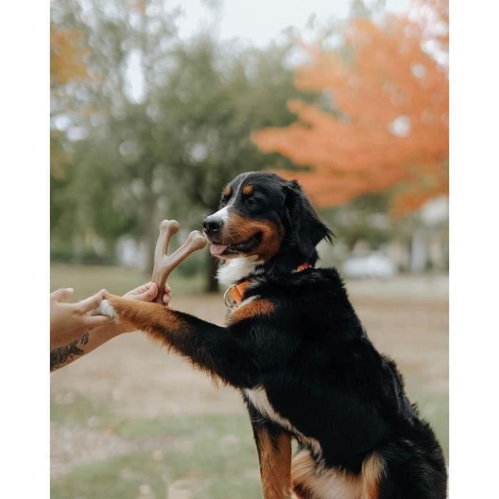Benebone - jouet os à macher pour chien adulte saveur poulet, taille m