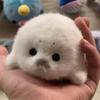 Bebek ve Peluş Oyuncaklar – Doldurulmuş ve Peluş oyuncak hayvanlar