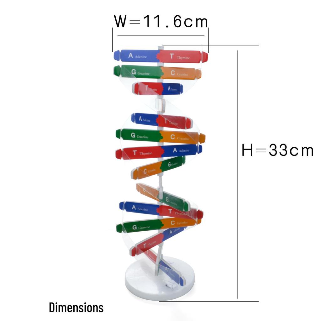 DIY Human DNA Double Helix Model Educational Science Toy