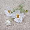 77CM Length Artificial Cosmos Flower Branch Elegant Design Fake Flowers  Photography Background