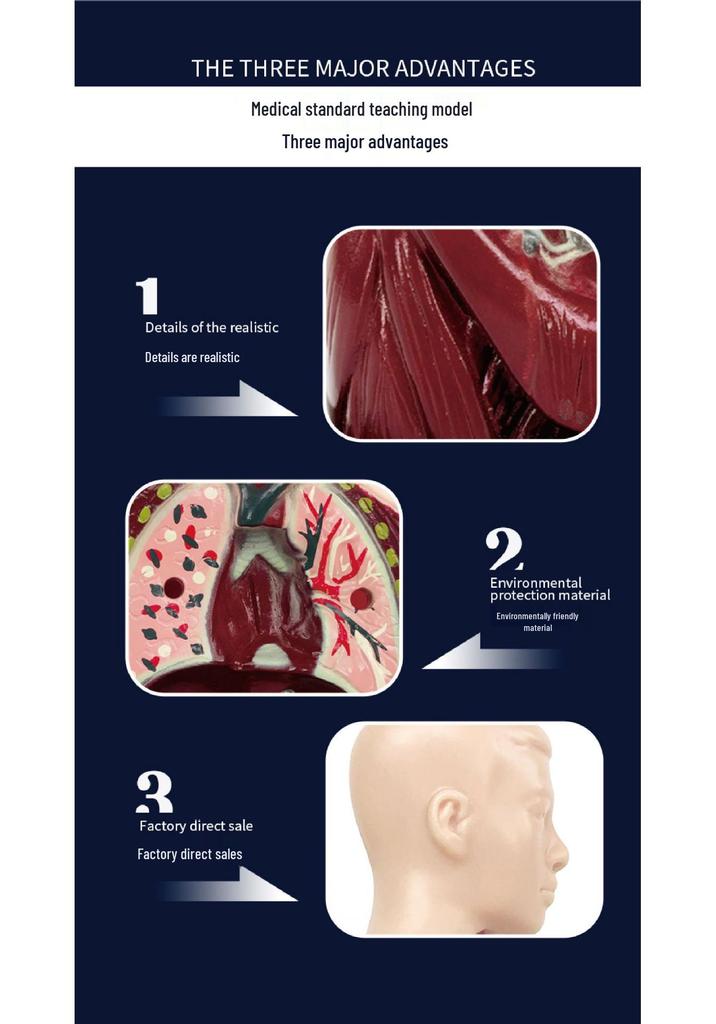 Customized Human Torso Anatomy Model for Children's Science Education