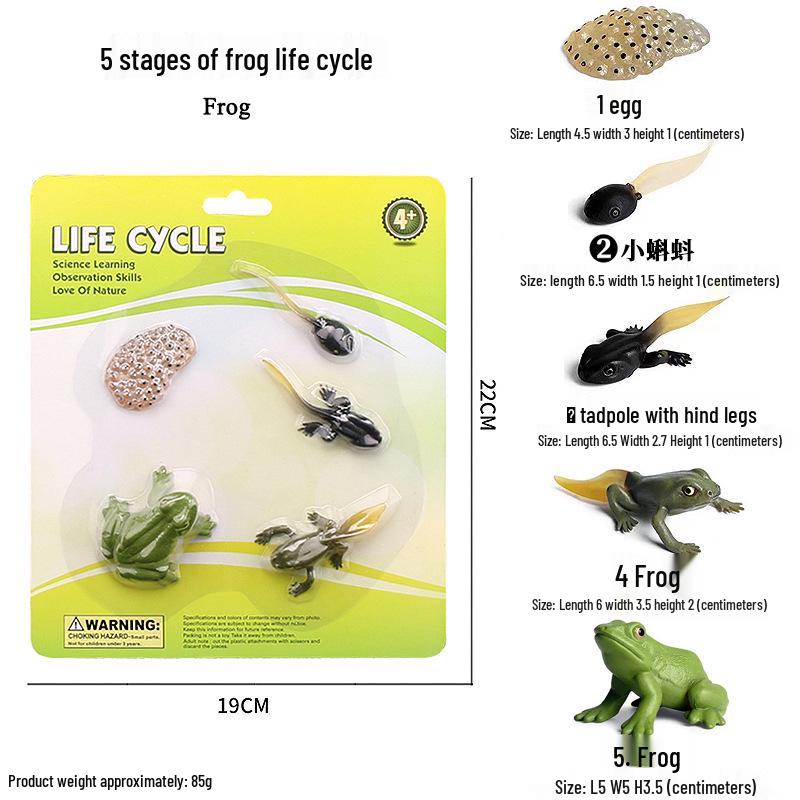 Children's Cognitive Toys: Frog Tadpole Growth Cycle Models