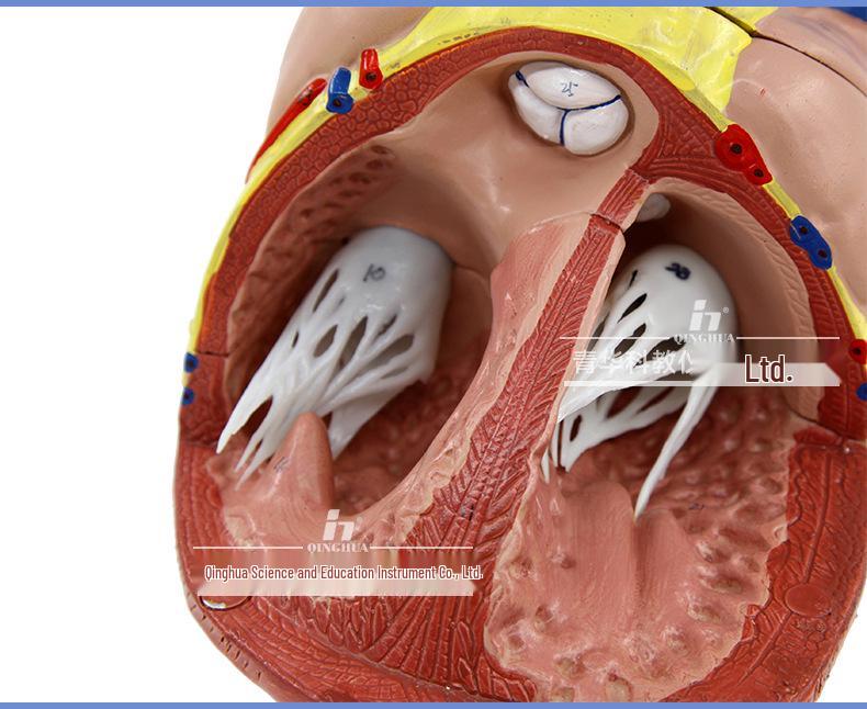 Authentic Human Heart Anatomy Model with Detachable Parts, B-Ultrasound & Color Ultrasound Compatible, 5:1 Scale