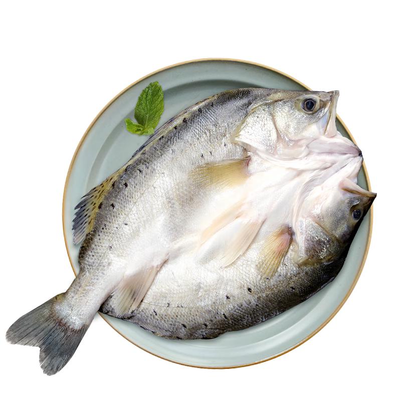 Fishing Record Frozen Baijiao Sea Bass