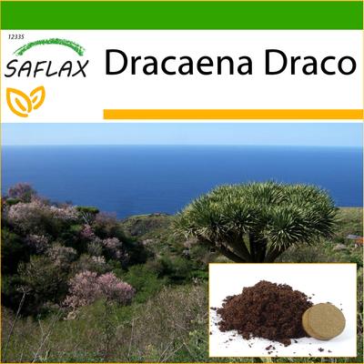 Dragon Tree - 5 Seeds - With Potting Substrate for Better Cultivation - Dracaena Draco