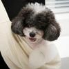 Horn City Puppy Slingback Pouch M