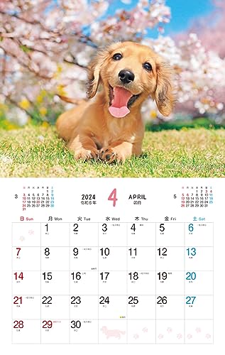 Cățeluș pufos (Calendar Impress 2024)