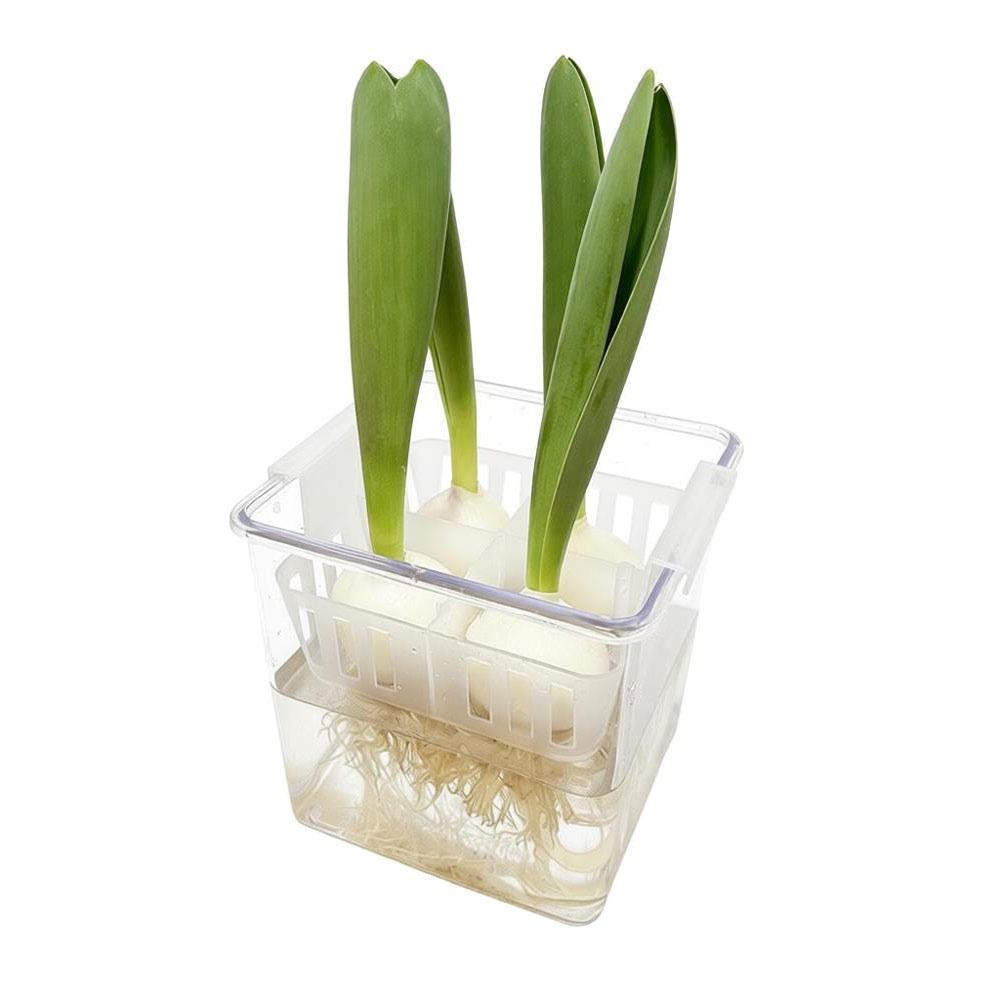 

Sturdy Acrylic Hydroponic Containers Clear With Breathable Support Basket Tulip Hydroponic Flowerpot Flower Pot Home Decoration