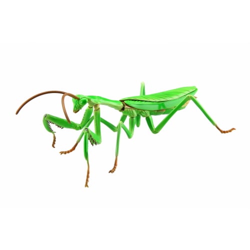 

Free Research Series No.23 Living Creatures Giant Praying Mantis Plastic Model