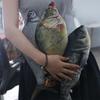 Mossambica Cartoon Fish Stuffed Doll Tilapia Fish Anime Pillow Dolls  Home Decoration