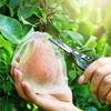 100 Pieces Grape Strawberry Fruit Grow Bags Net Plant Protection Bags For Pest Control Garden Tools Anti-Bird