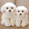 Bebek ve Peluş Oyuncaklar – Doldurulmuş ve Peluş oyuncak hayvanlar