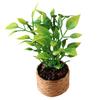 Mini Potted Plant Cute Collectible Plastic Doll House Orange Tree Model