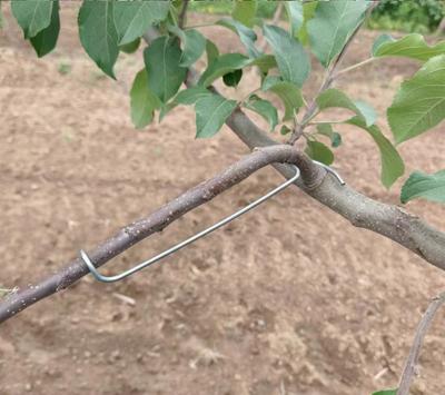 Fruit Tree Branch Puller Shaping Clip