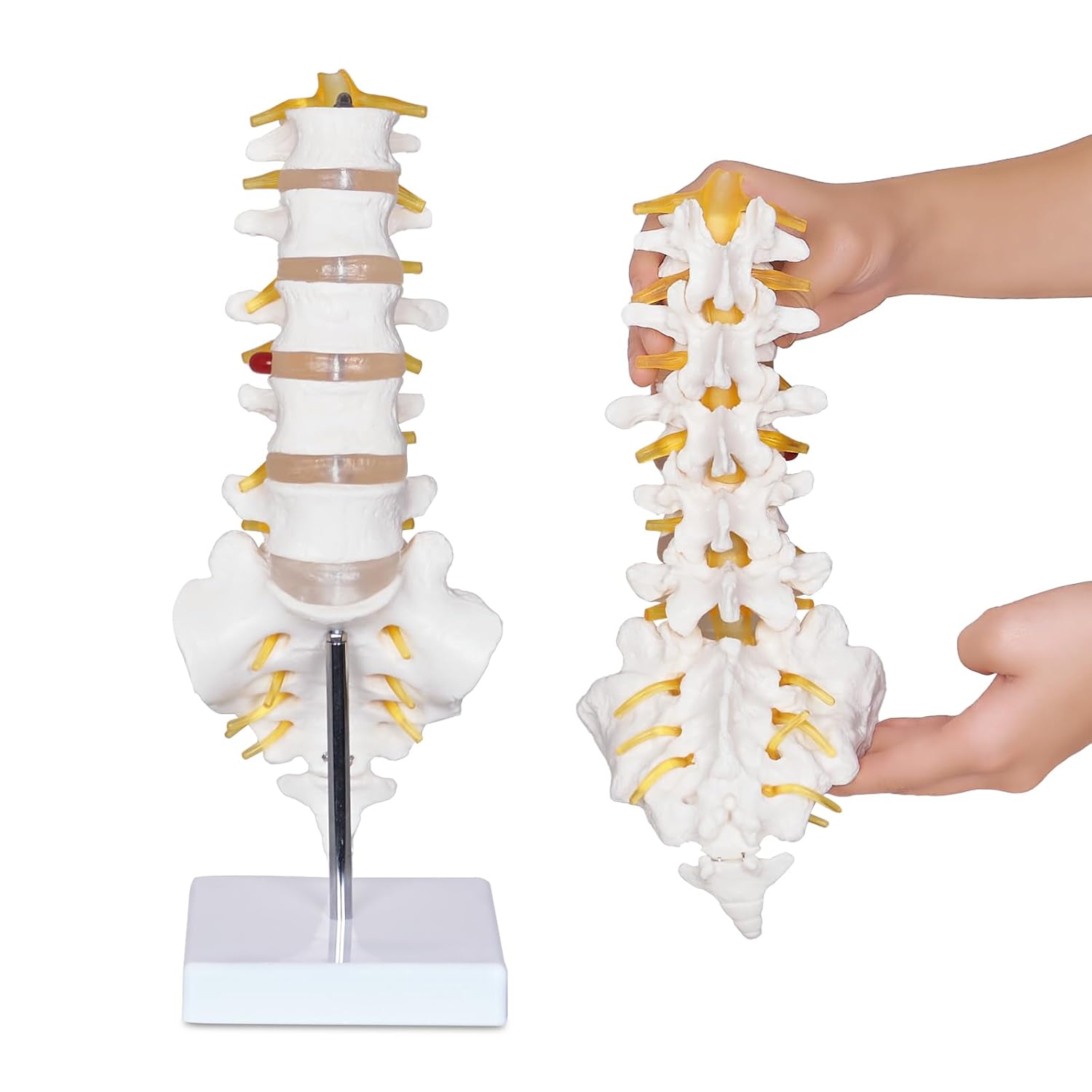 NLShan Scientific Lumbar Spine Model with 5 Vertebrae, Life Size Human Lumbar Vertebrae Anatomy Model with Sacrum, Spinal Disc, and Sturdy Base,